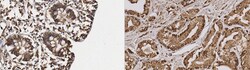 MilliporeSigma NKCC1/2, Mouse, Unlabeled, Clone: T4, 100&mu;g; Unlabeled:Antibodies,
